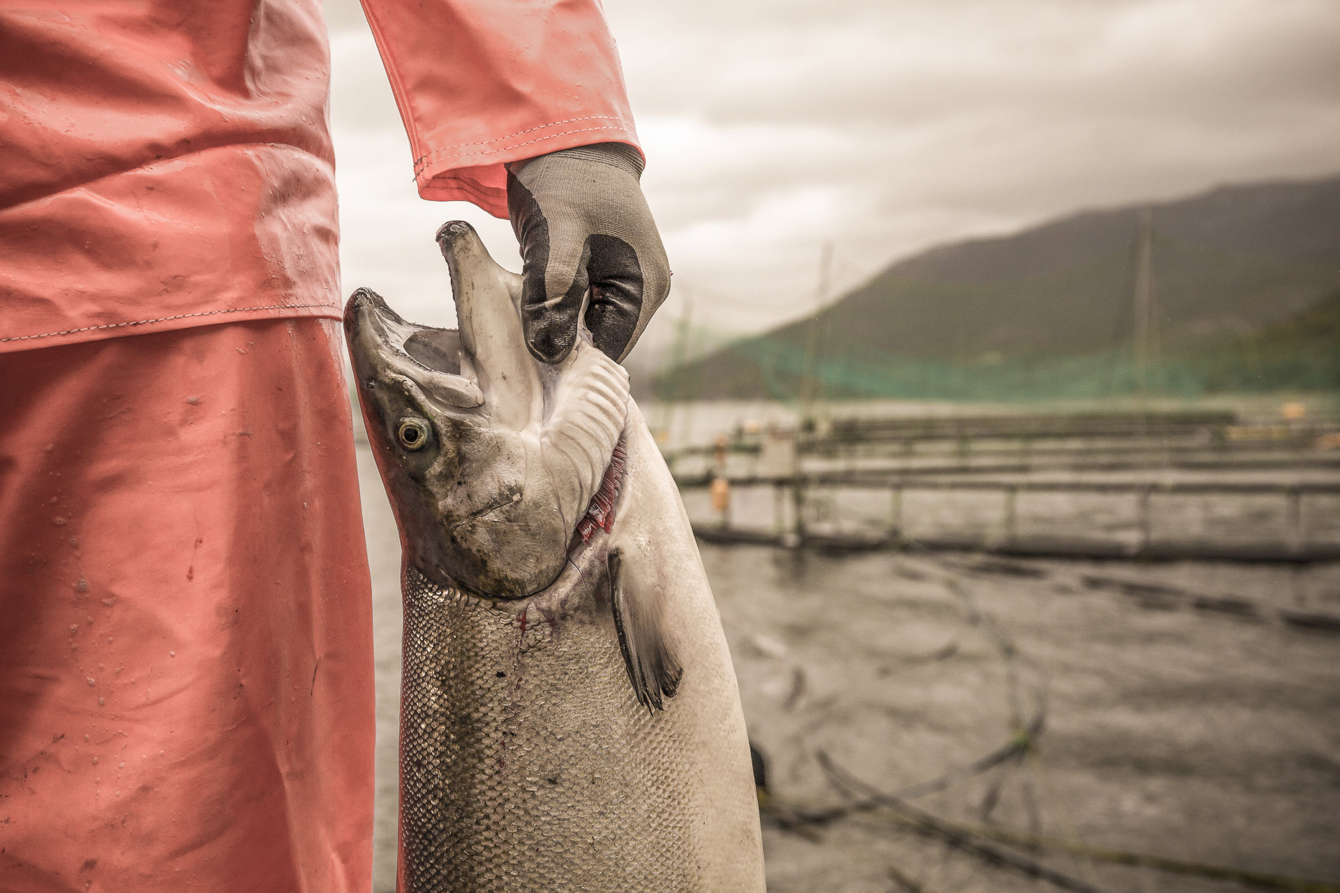 Cargo worker holding fish